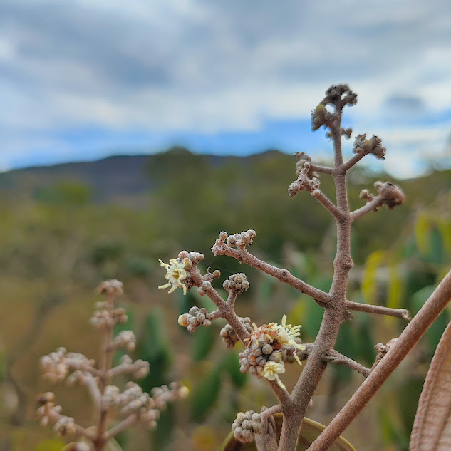 Inflorescência da canela-de-velho.