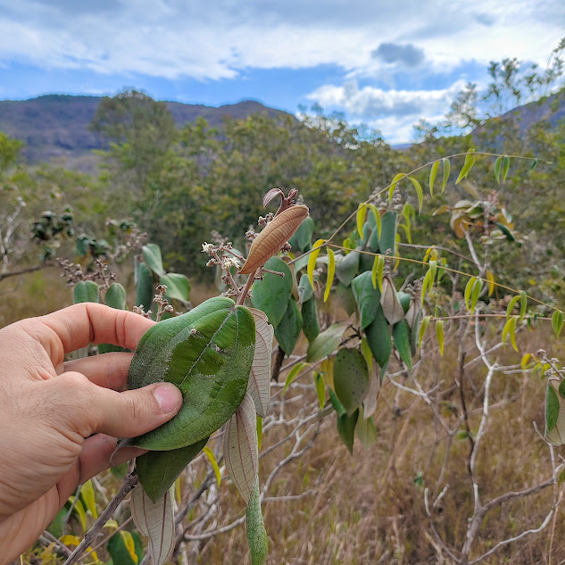 Folhas da canela-de-velho.