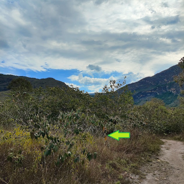 Canela-de-velho em área aberta.