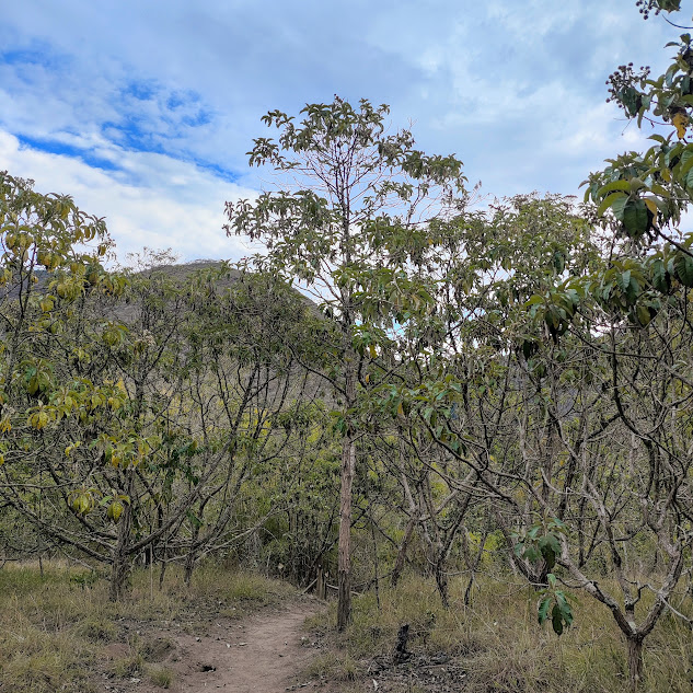 Candeial presente no Parque Estadual da Serra do ntendente.