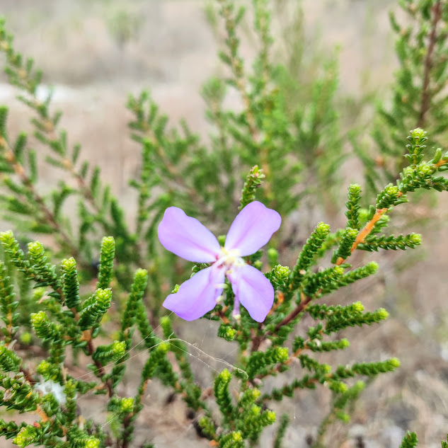 Flor da Fritzschia sertularia.