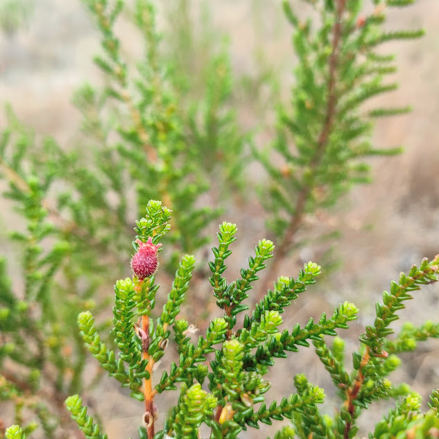 Folhagem e fruto de Fritzschia sertularia.