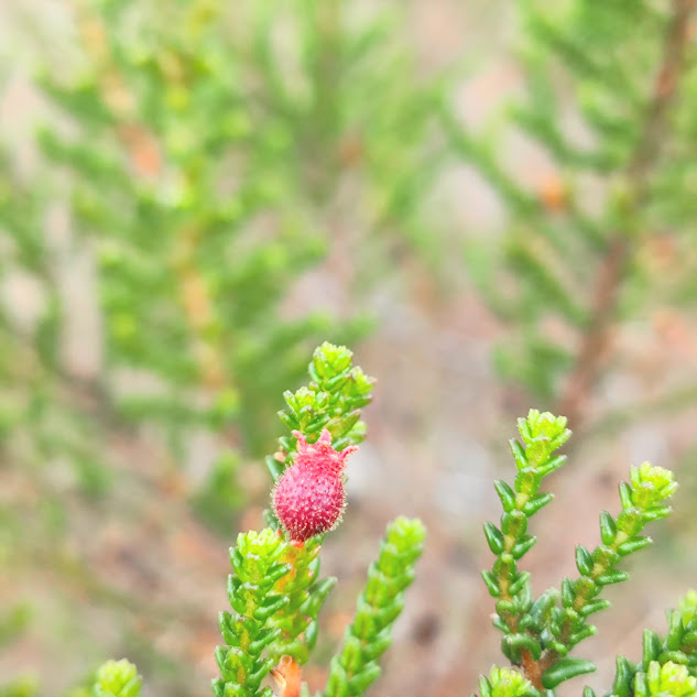 Fruto da Fritzschia sertularia.