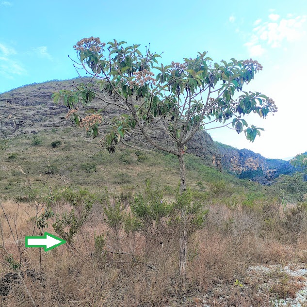 Fritzschia sertularia em área aberta
