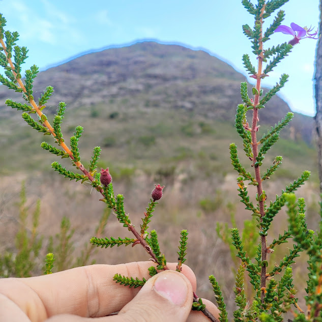 Folhas da Fritzschia sertularia.