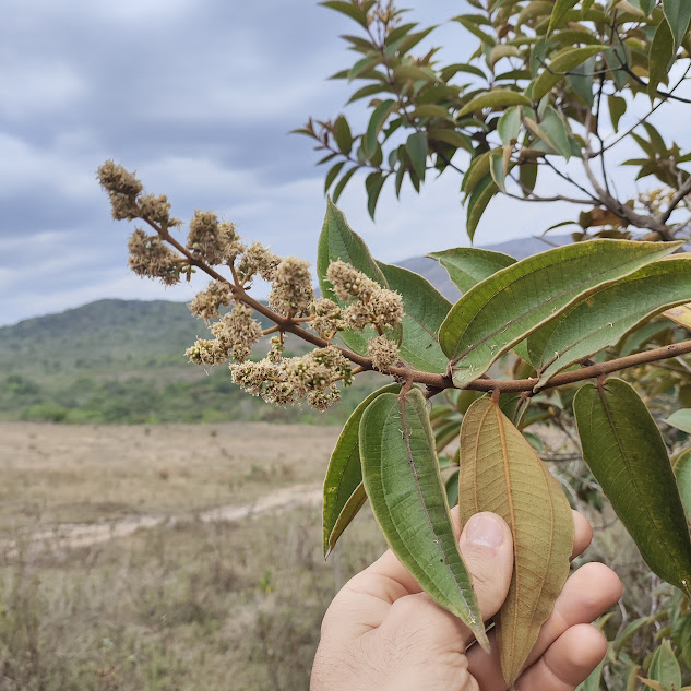 Folhas e inflorescência da Miconia rubiginosa.