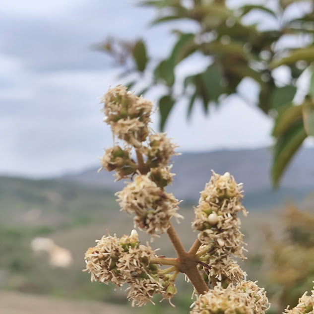 Detalhe da inflorescência da Miconia rubiginosa.