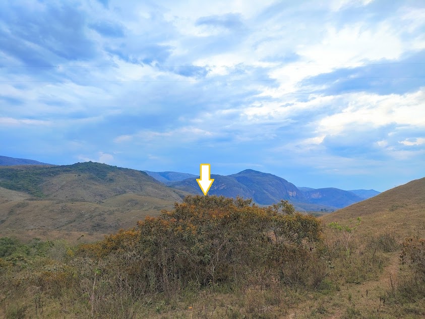 Miconia rubiginosa em área aberta.