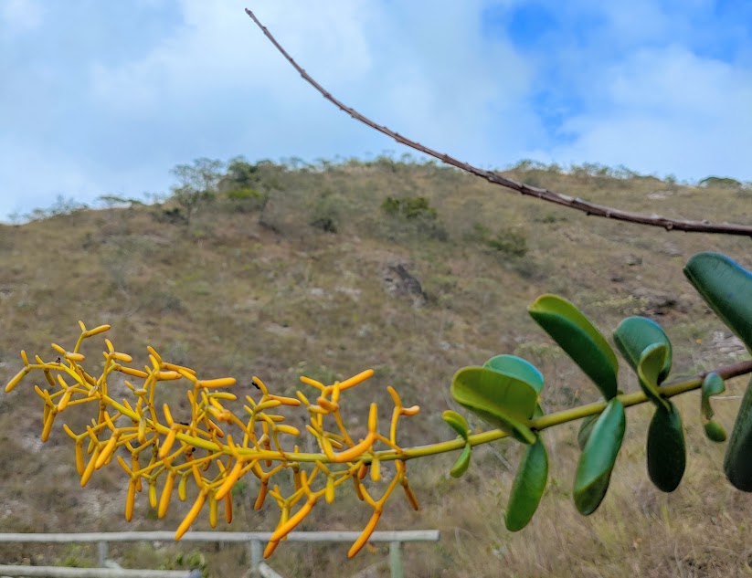 Inflorescência da gomeira-arbustiva.