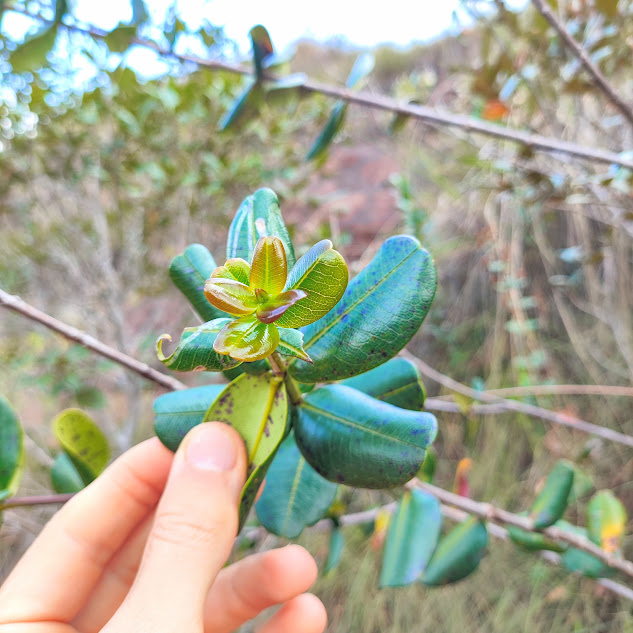 Folhas da gomeira-arbustiva.