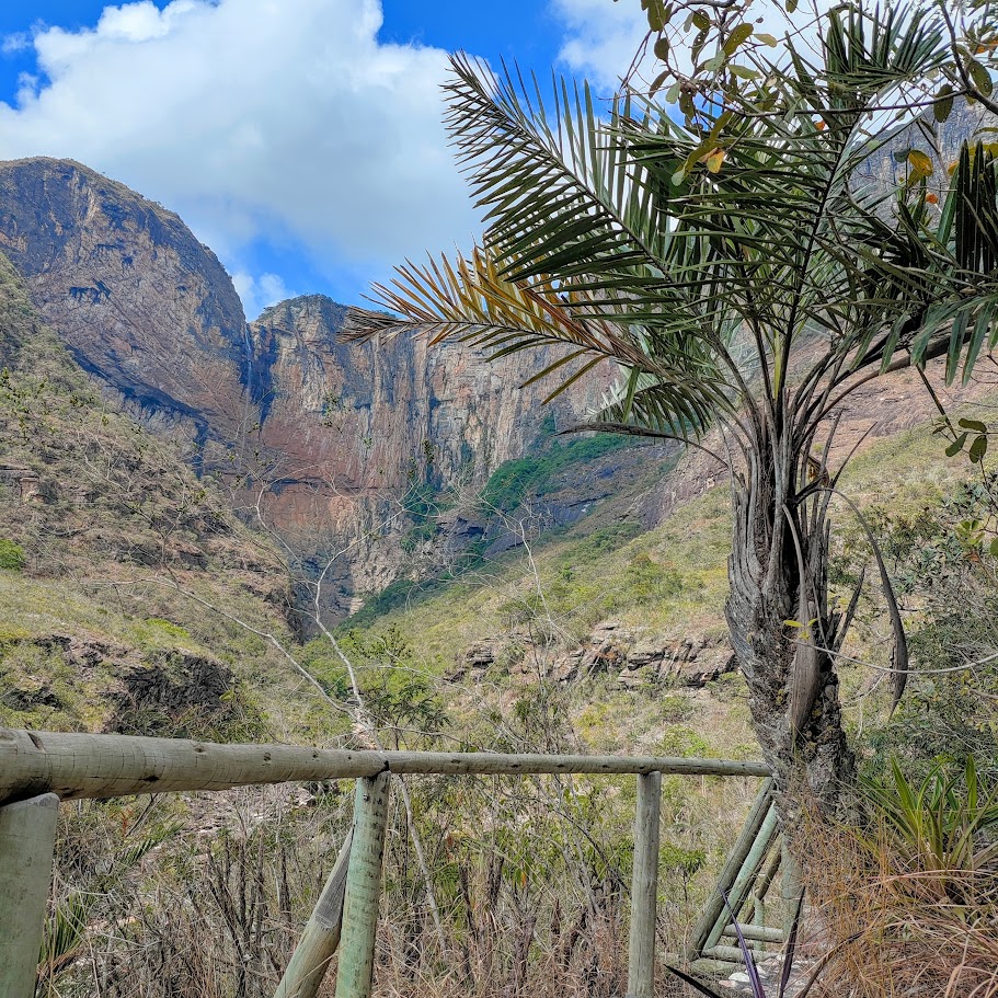 Palmeirinha-do-cerrado.
