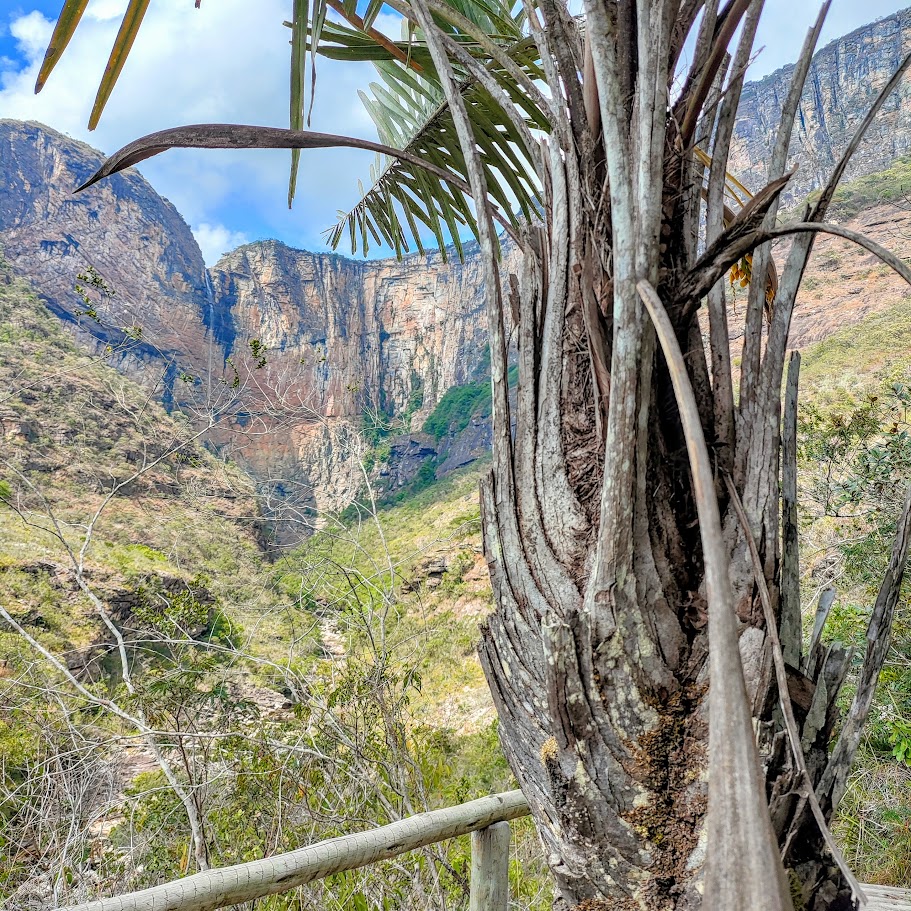 Estipe da palmeirinha-do-cerrado.