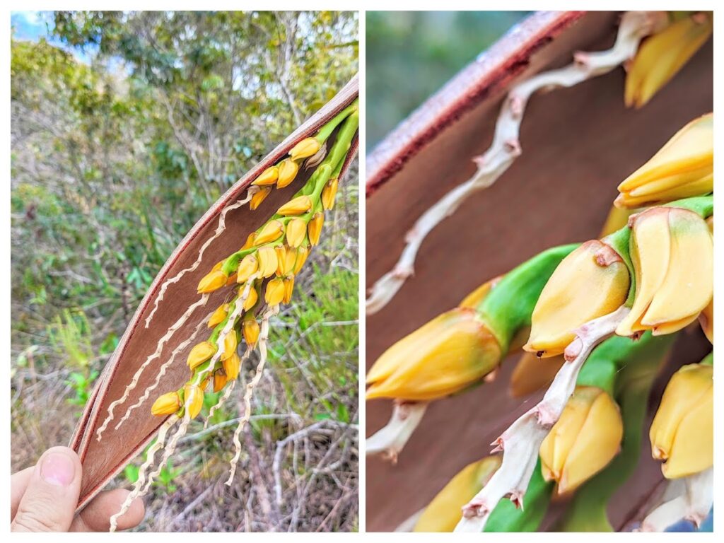 Inflorescências da palmeirinha-do-cerrado.