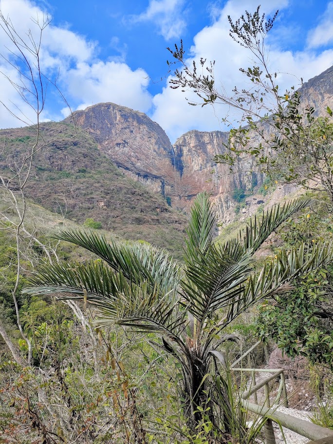 Palmeirinha-do-cerrado.