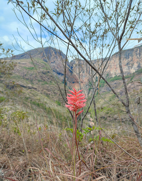 Orquídea-bicuda-sem-folha.
