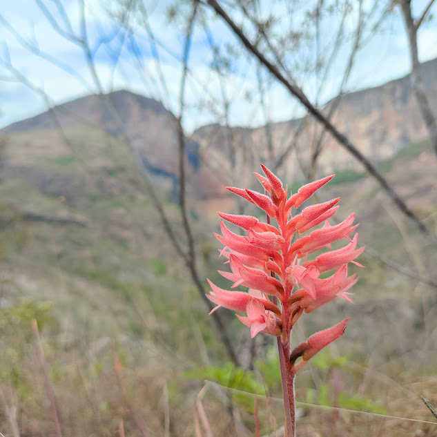 Flores da orquídea-bicuda-sem-folhas.