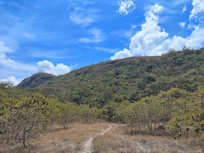 Candeiais como transição entre formações abertas e florestas (ao fundo).