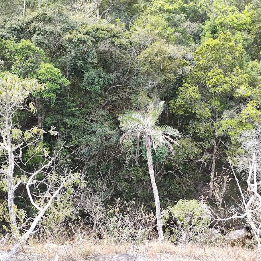 Palmeirinha-do-cerrado.