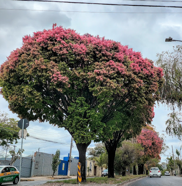 Sapucaias muito ornamentais.