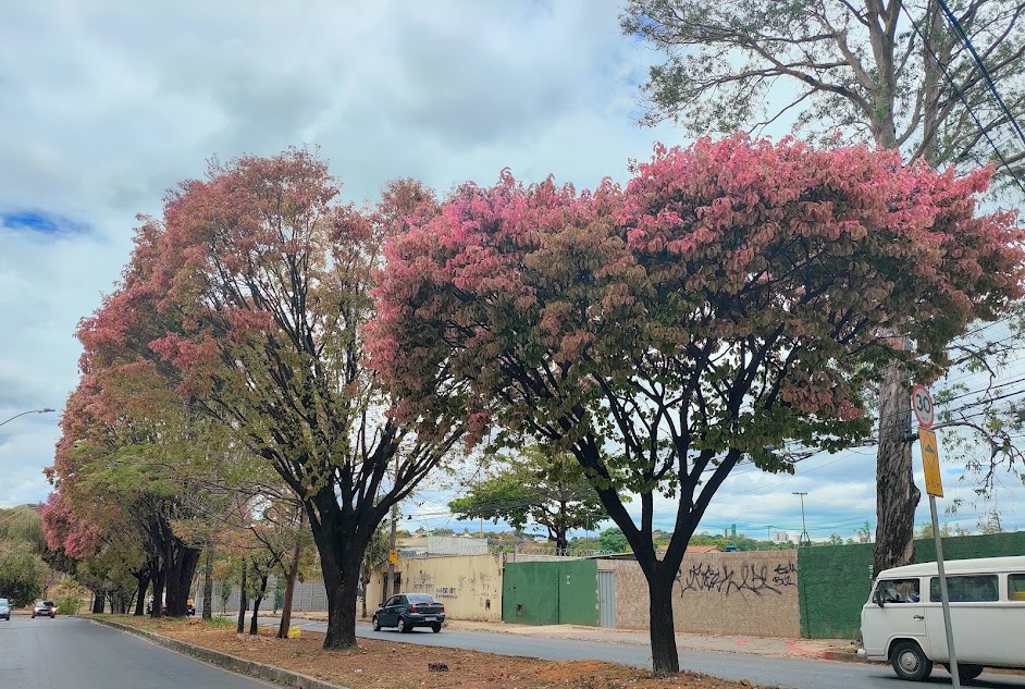 Sequência de sapucaias.
