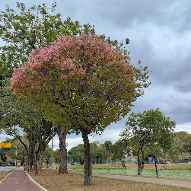 Sapucaia de copa redonda.