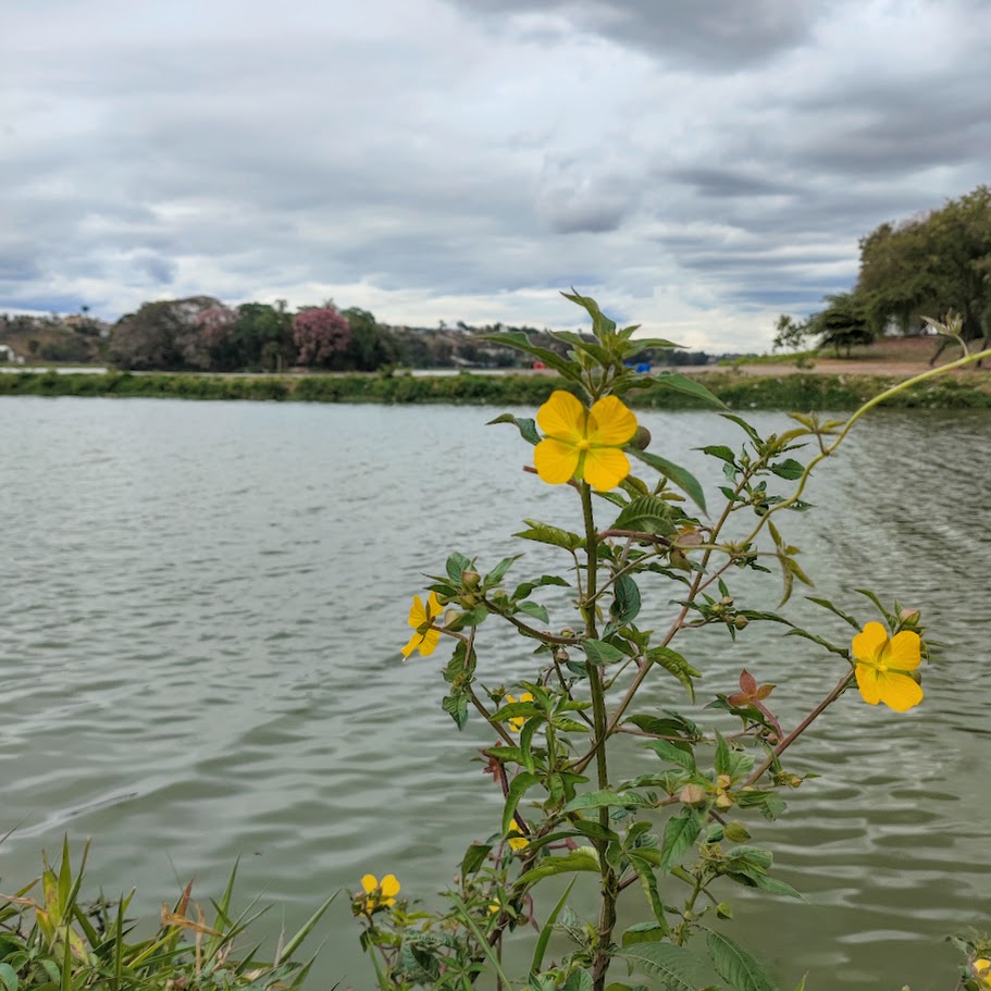 Cruz-de-malta florida.