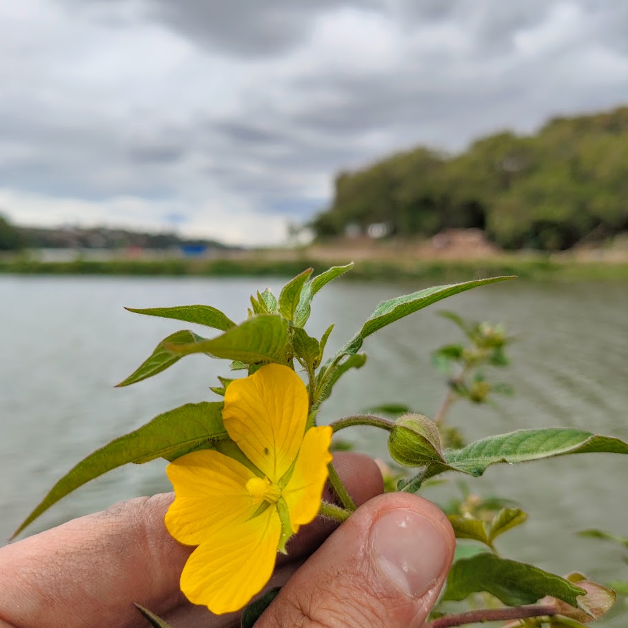 Flor da cruz-de-malta.