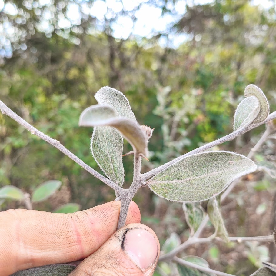 Folhas e espinhos da flor-cálice.