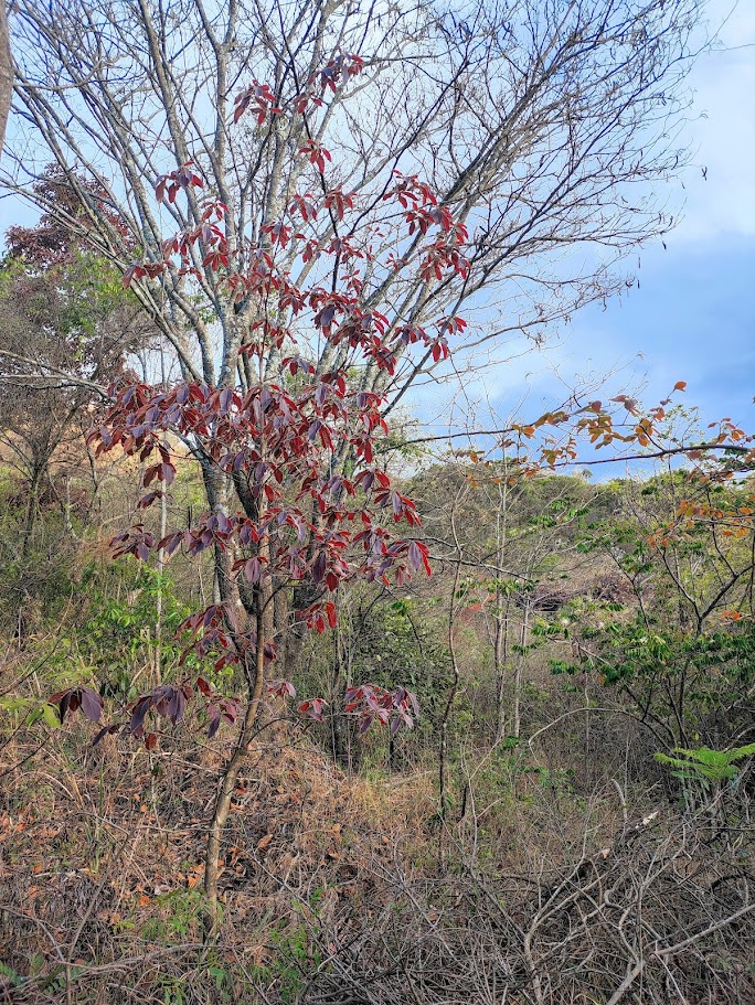 Capitão-do-campo em floresta.