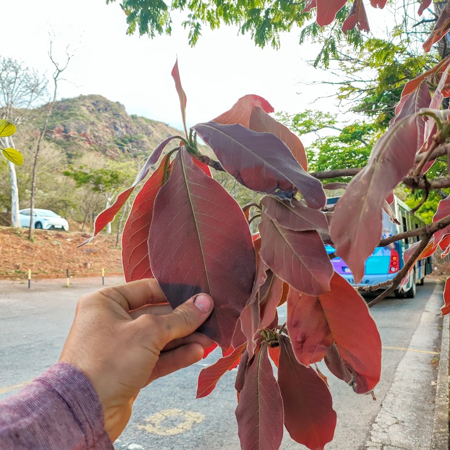 Folhas do capitão-do-campo.