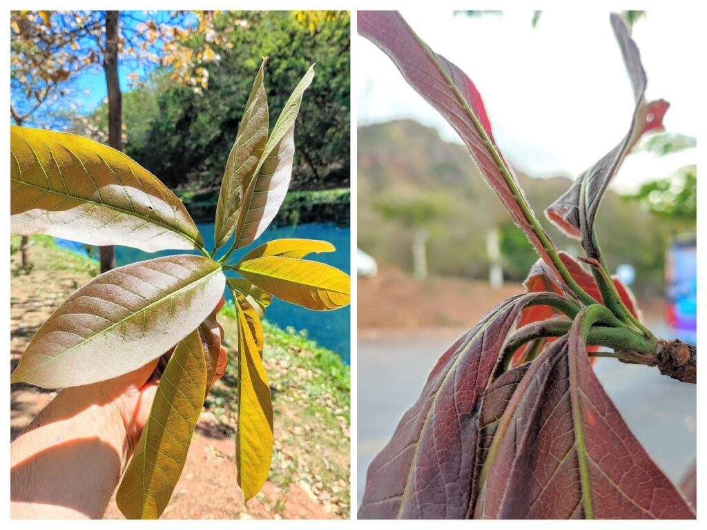 Folhas do campitão-do-campo.