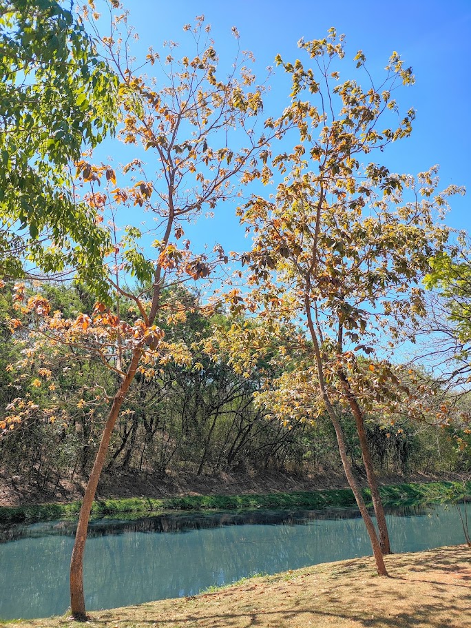 Conjunto de capitães-do-campo.