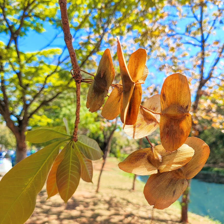Frutos do capitão-do-campo.