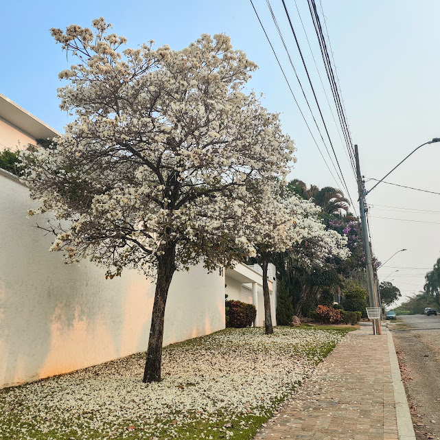 Ipê-branco muito florido.