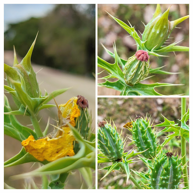Flor velha e frutos da papoula-do-mexico.
