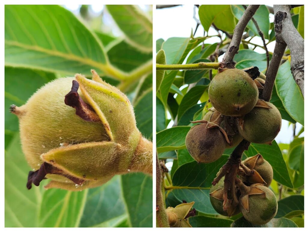 Frutos do caqui-do-cerrado