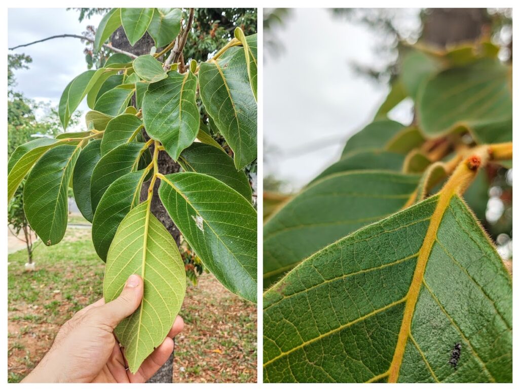Pilosidade das folhas do caqui-do-cerrado.
