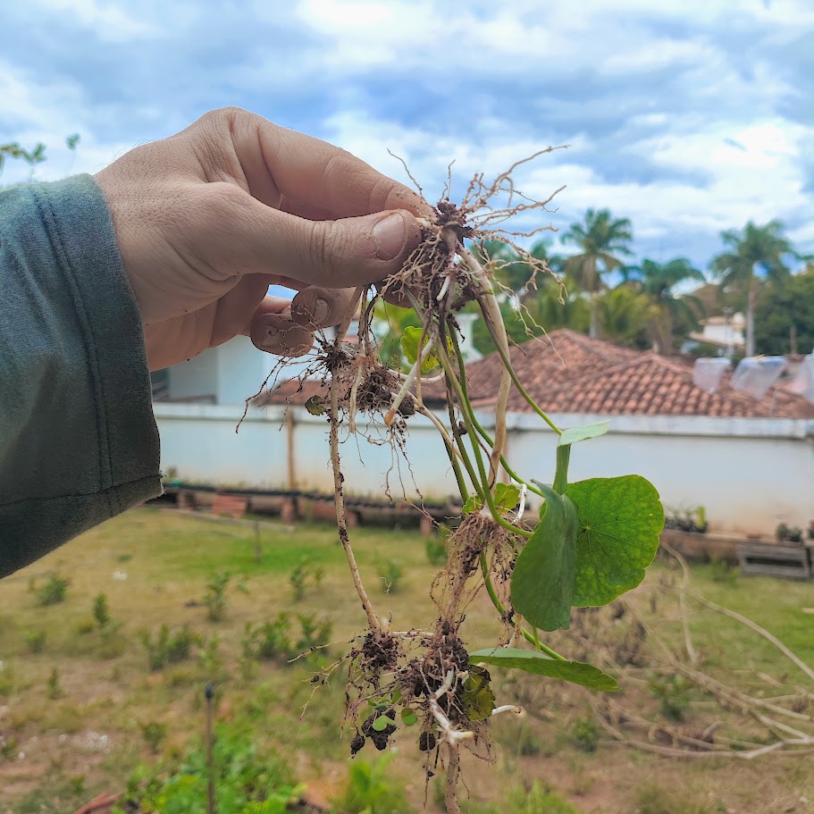 Raizes da erva-capitão.