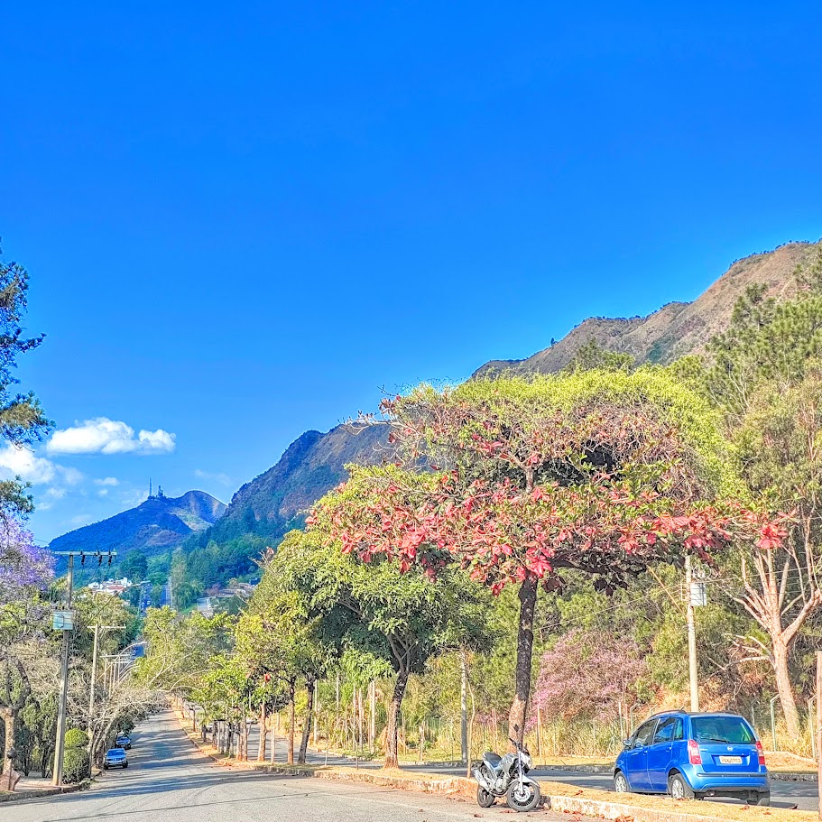 Erva-de-passarinho sobre amendoeira.