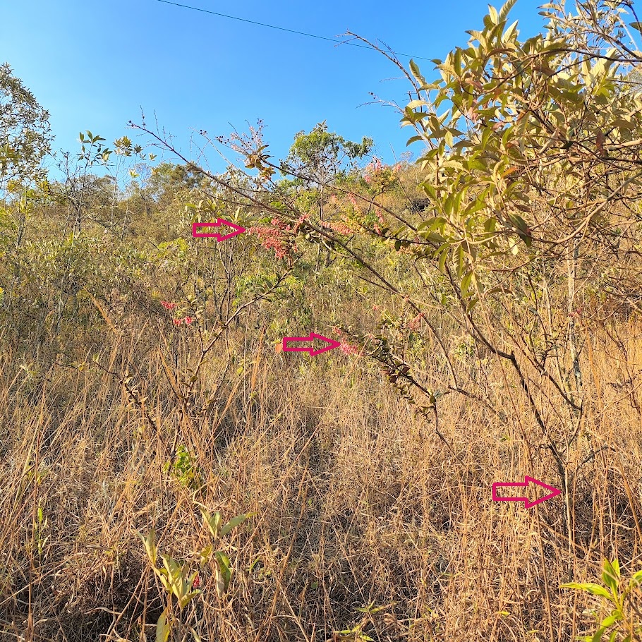 Camarinha presente em área savânica, próxima de bosques florestais, na Serra do Curral, em BH. 18/09/2025