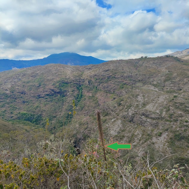 Lobélia em encosta íngreme.