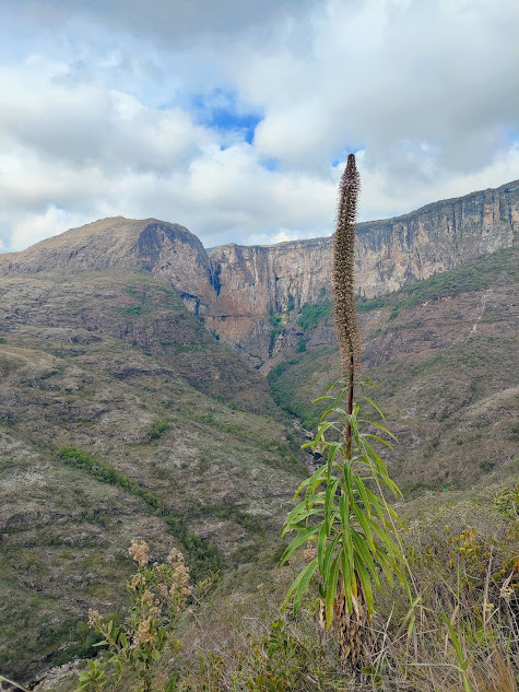 Lobélia presente no Parque Natural Municipal do Tabuleiro.
