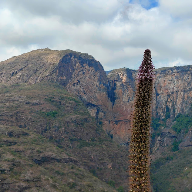 Inflorescência da lobélia.