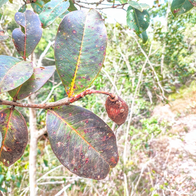Folhas e fruto do dedaleiro.