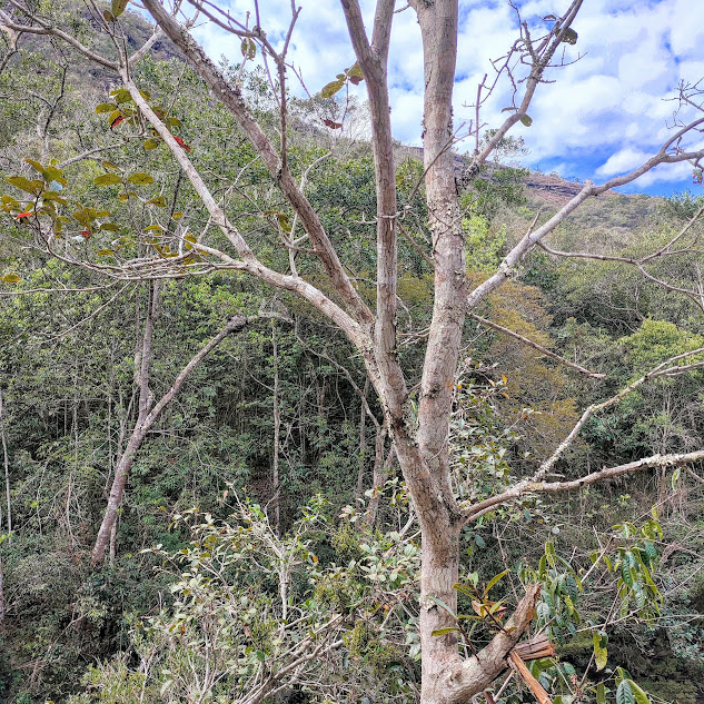 Tronco e ramos do dedaleiro.