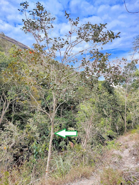 Árvore de dedaleiro.