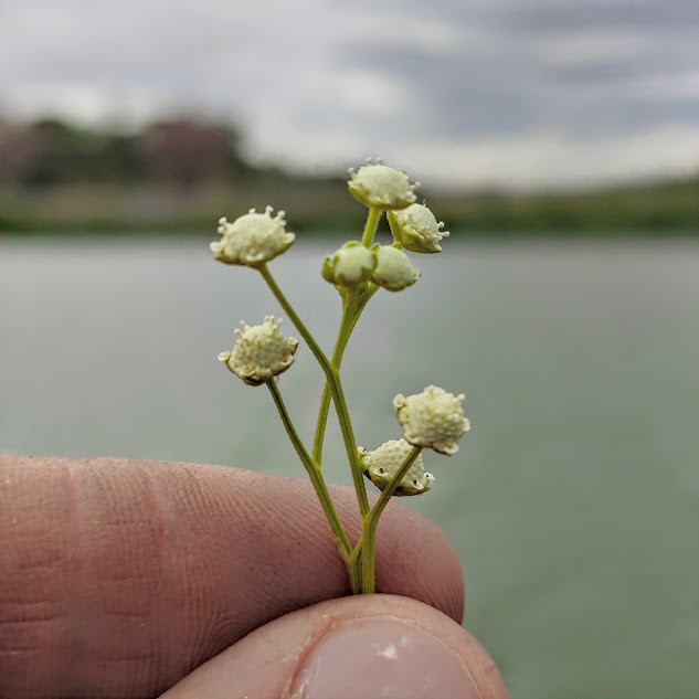Inflorescência da losna-branca.