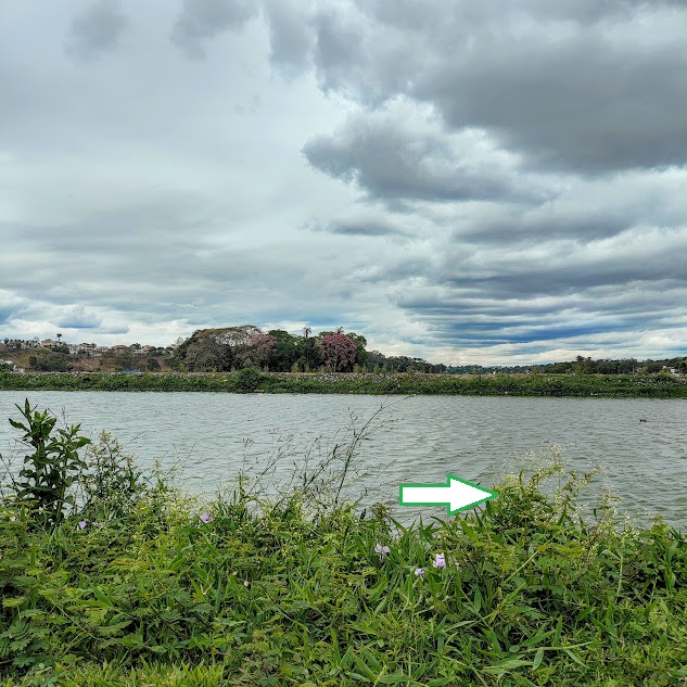 Losna-branca espontânea.