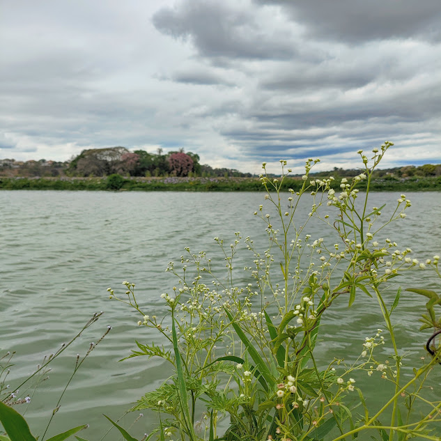 "Copa" da losna-branca.