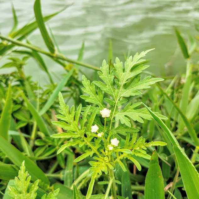 Folha da losna-branca.